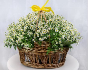 Кошик квітів Ромашкове поле
