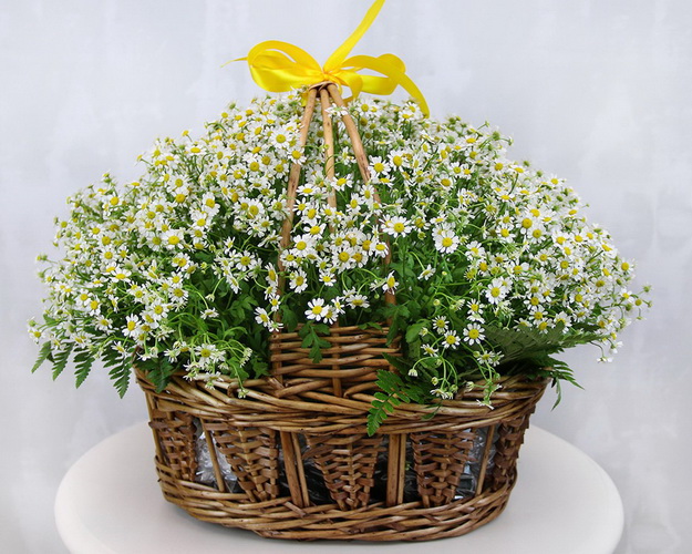 Кошик квітів Ромашкове поле