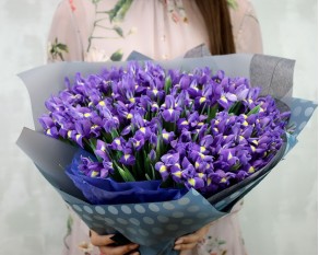 Букет із 101 синього ірису в стильній упаковці.