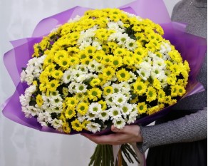 Букет із 49 кущових хризантем в стильній упаковці