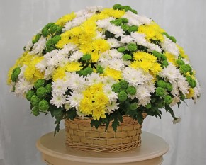 Кошик квітів із 101 кущової хризантеми
