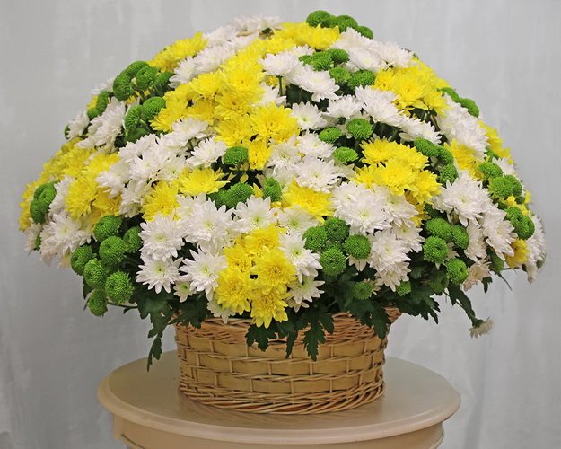 Кошик квітів із 101 кущової хризантеми