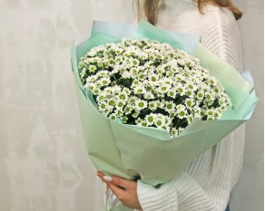 Букет із 25 білих кущових хризантем в стильній упаковці