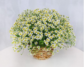 Кошик квітів Мерехтливість