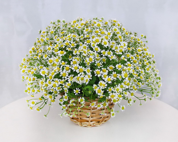 Кошик квітів Мерехтливість