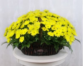 Кошик квітів Творіння