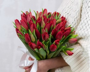 Букет із 51 червоного тюльпану під стрічку