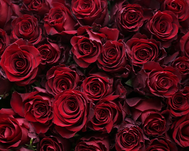 Букет 151 червоної троянди під стрічку