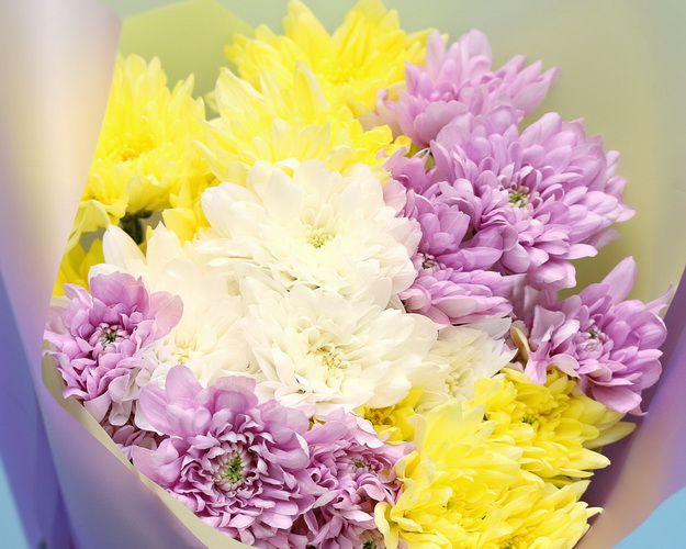 Букет із 5 кущових хризантем мікс у стильній упаковці