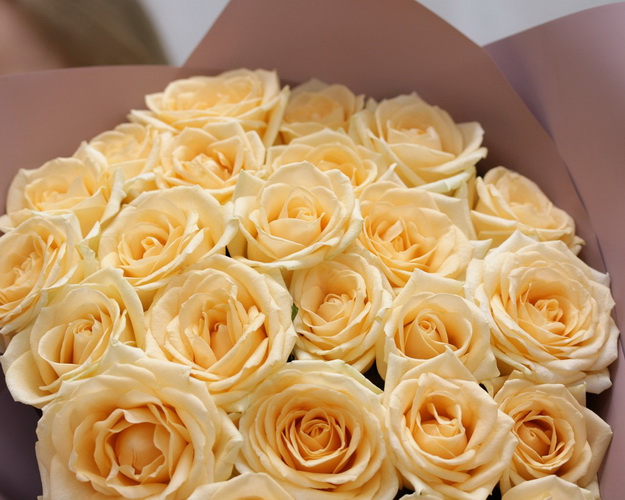 Букет із 25 кремових троянд в упакуванні