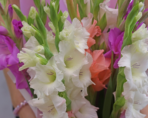 Букет з 11 гладіолусів мікс у дизайнерській упаковці