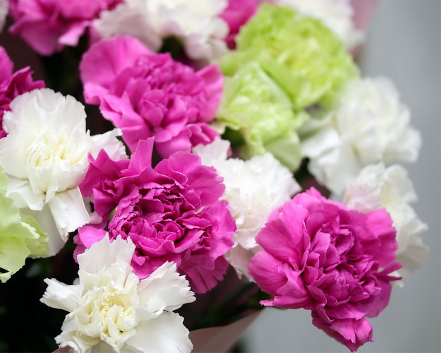 Букет з 25 гвоздик мікс (діантусів) у стильній упаковці