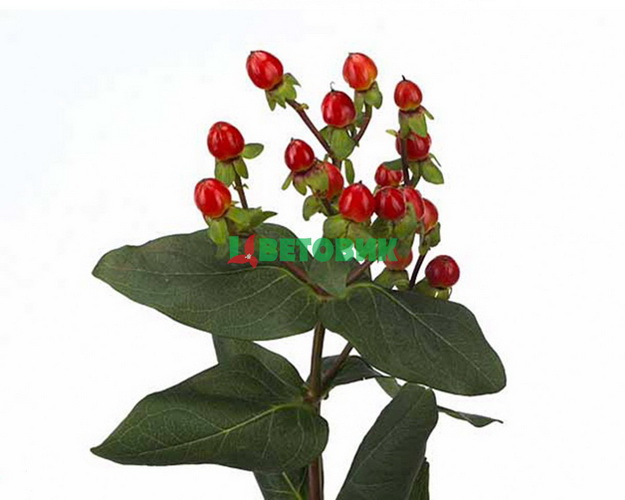 Хіперікум (1 гілка)