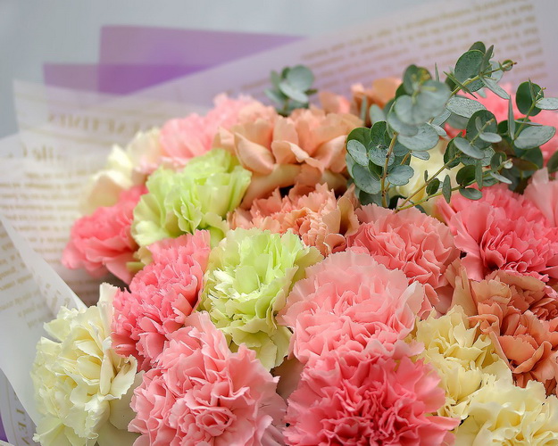 Букет з 25 діантусів мікс із зеленню в дизайнерській упаковці