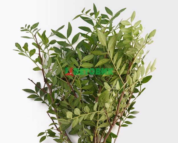 Гілка Фісташки