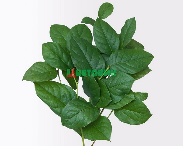 Листя Салал