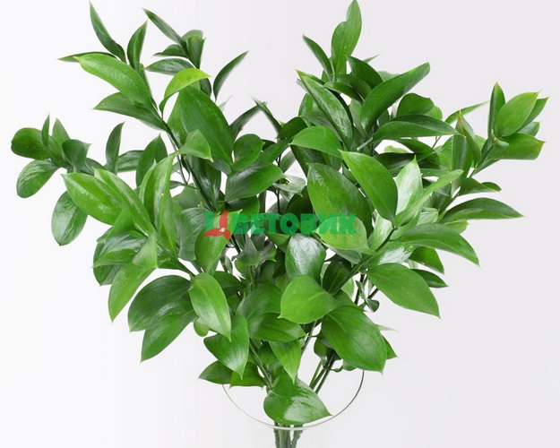 Гілка Рускуса