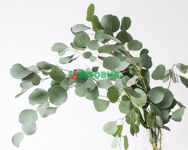 Гілка Евкаліпта