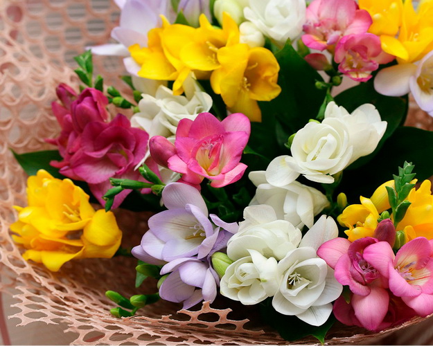 Букет із 15 фрезій мікс у стильній упаковці