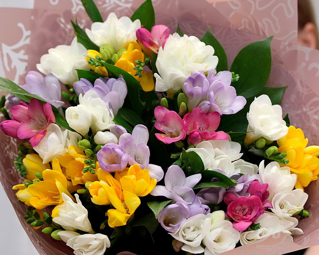 Букет із 25 фрезій мікс у дизайнерській упаковці