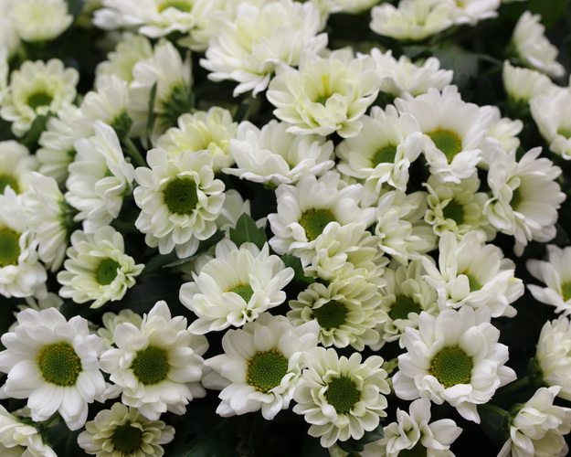 Букет із 25 білих кущових хризантем в упаковці