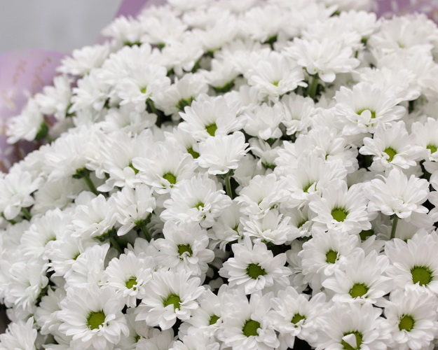 Букет із 49 білих кущових хризантем в стильній упаковці