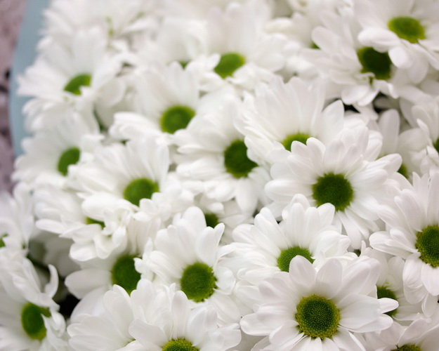 Букет із 15 хризантем в стильній упаковці