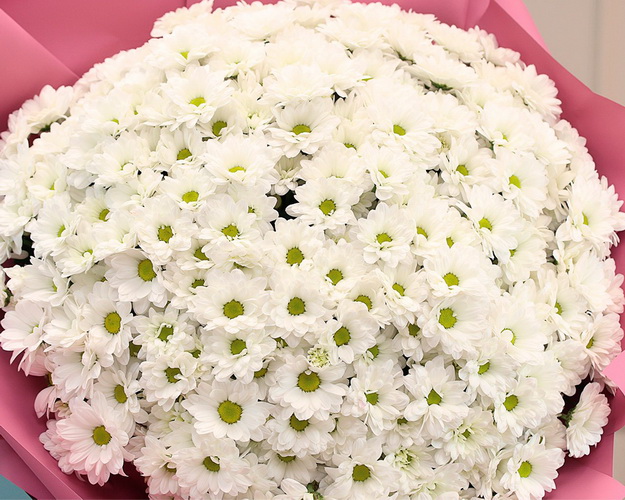 Букет із 51 білої кущової хризантеми в дизайнерській упаковці