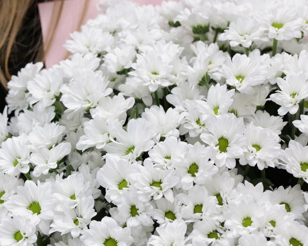 Букет із 75 білих кущових хризантем в стильній упаковці