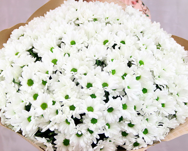 Букет із 49 білих кущових хризантем у стильній упаковці.