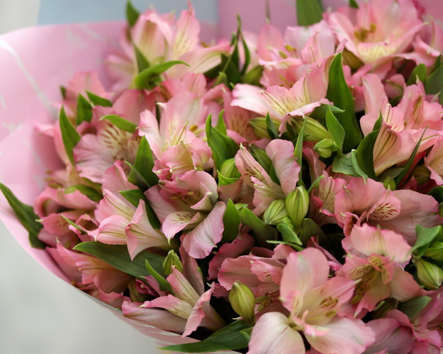 Букет із 15 рожевих альстромерій у стильній упаковці.