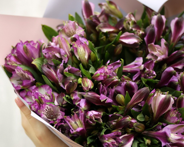 Букет із 35 фіолетових альстромерій у стильній упаковці.