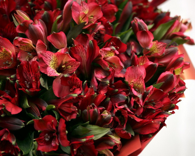 Букет із 51 червоної альстромерії у стильній упаковці.