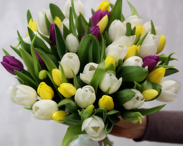 Букет із 51 тюльпану ніжний мікс під атласну стрічку