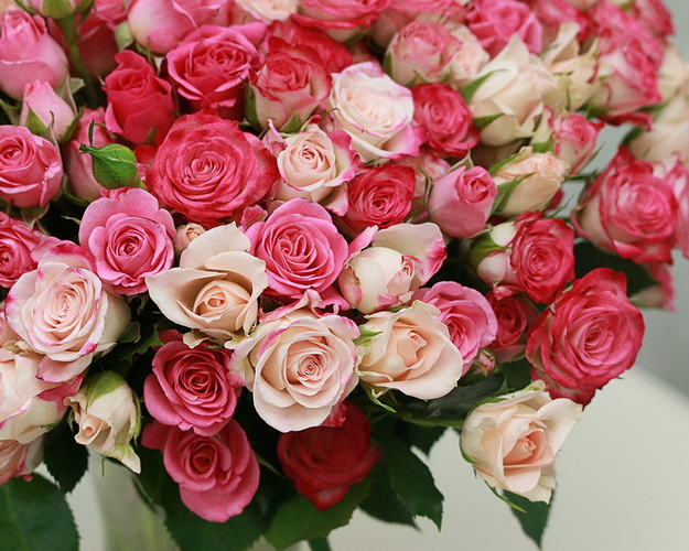 Троянда кущова мікс