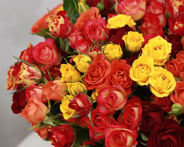 Троянд кущова яскравий мікс