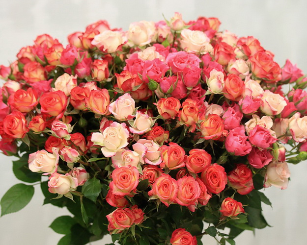 Троянда кущова персиковий мікс