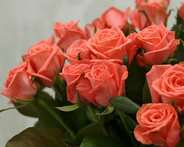 Троянда коралова від 60 см