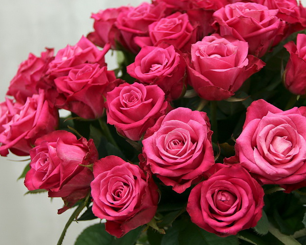 Троянда малинова 60 см.