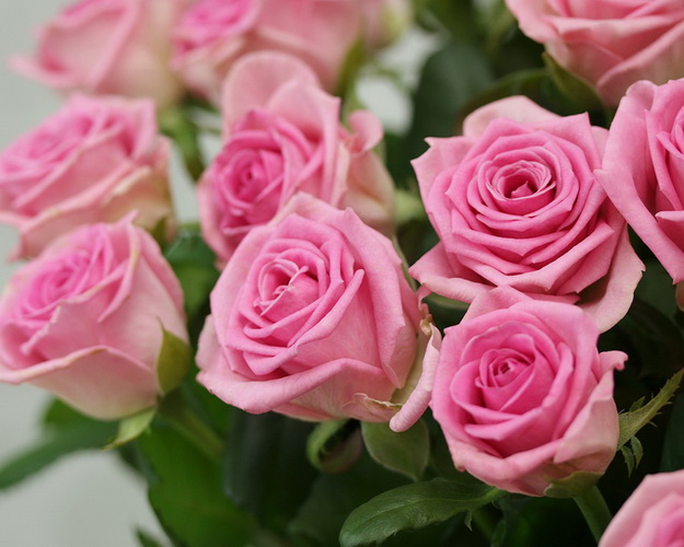 Троянда розова від 60 см