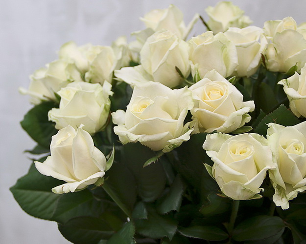 Троянда біла від 60 см