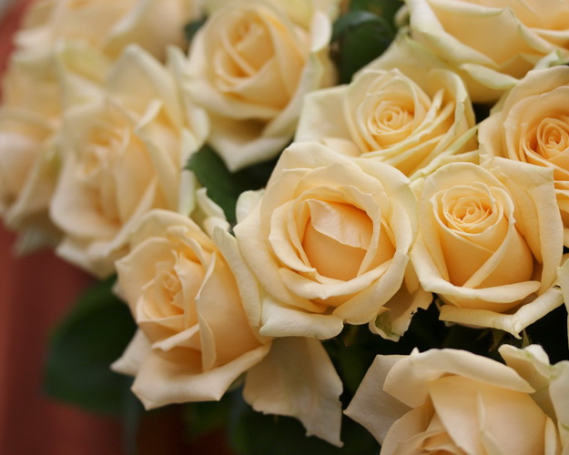 Троянда персиково-кремова від 60 см