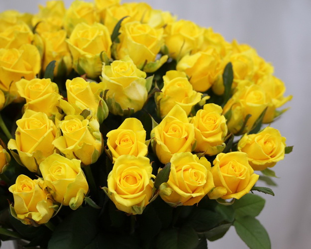 Троянда жовта від 60 см