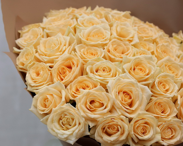 Букет із 51 кремової троянди в упакуванні