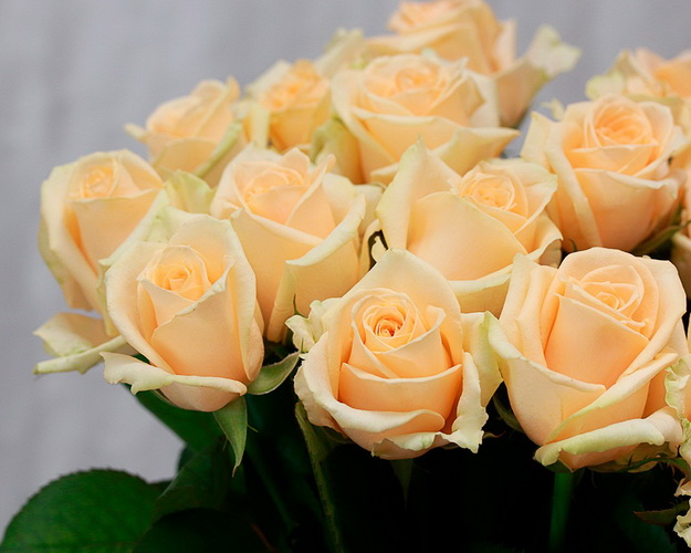 Букет із 15 троянд кремових під стрічку