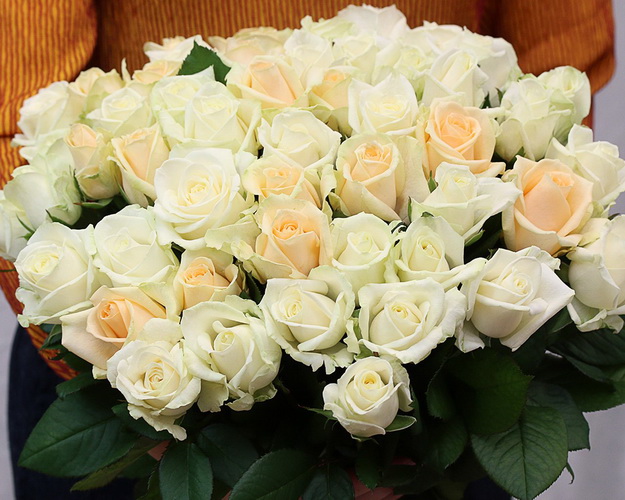 Букет із 51 троянди кремовий мікс під стрічку