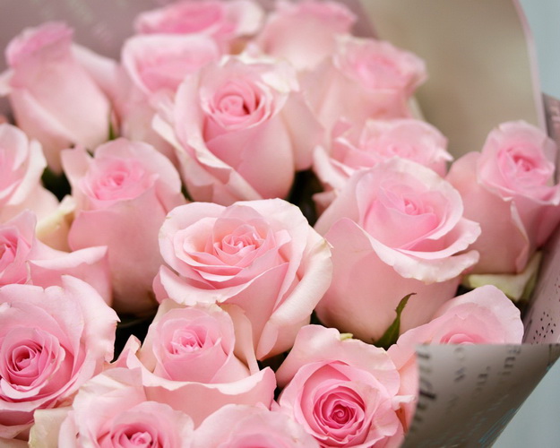 Букет із 25 імпортних рожевих троянд в упакуванні