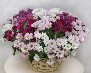 Кошик квітів Ромашкова поляна