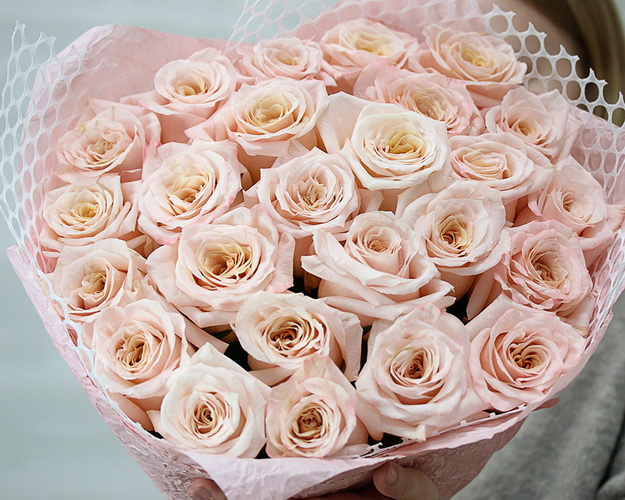 Букет з 25 імпортних пудрових троянд в упакуванні