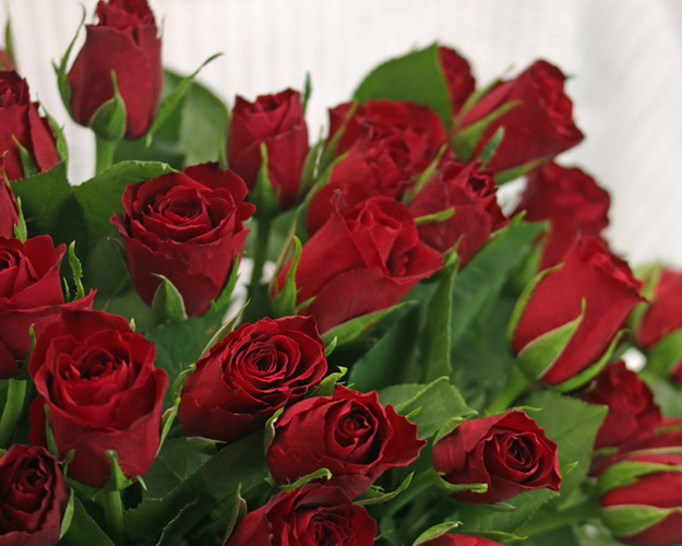 Букет із 35 червоних троянд під стрічку